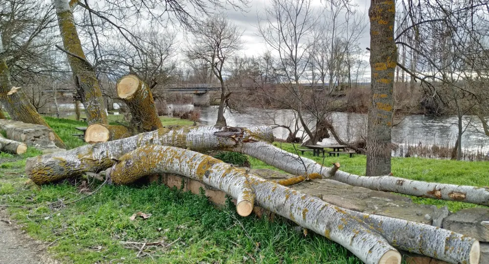 Abattage d'arbres à La Chapelle-d’Aligné